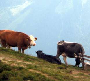 Tierwelt