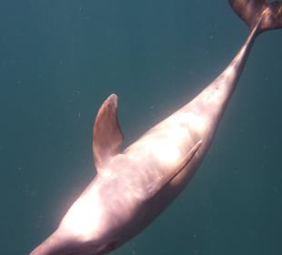 Delphin