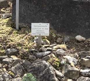 Alpinum