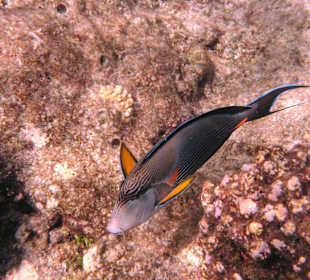 Fische vom Hausriff Tulip Resort