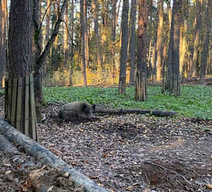 Und schon eines in Sicht