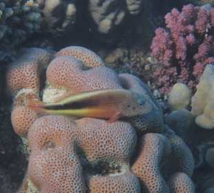 Schnorcheln Abu Dabbab