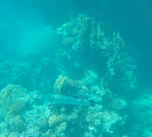 Schnorcheln Marsa Alam