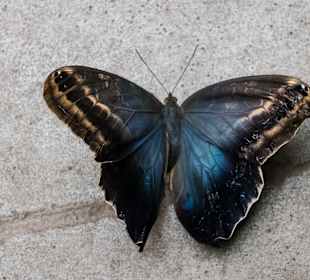 Schmetterlingshaus Usedom