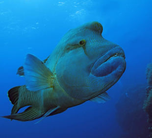 Sharm El Sheikh Montazah Coral Beach Resort