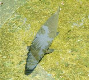 Krokodilfisch