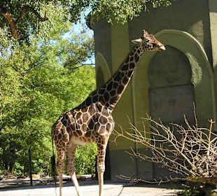 Wunderschöne Giraffe
