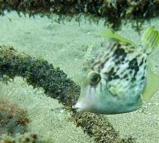 Unter Wasser vor Puerto del Carmen