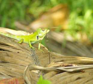 Chamelion am Bentota Fluß