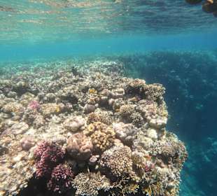 Unterwasserwelt in Hurghada