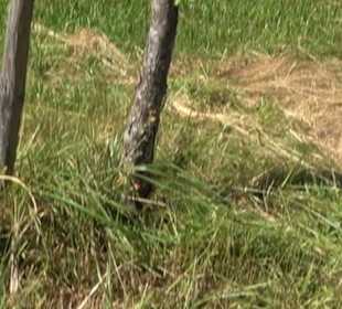 Eduard Lucas Musterobstgarten Mähringen