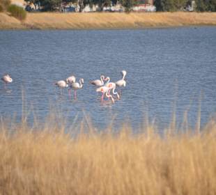 Flamingos in der Saline
