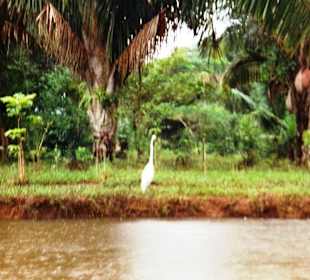 Reiher am Rio Tarcoles