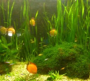 Schönes Farbenspiel