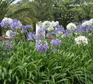 Agapanthus auch orientalische Liebesblume genannt