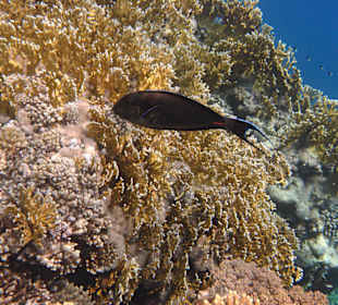 Fische vor dem Hausriff Hotel Tulip Resort