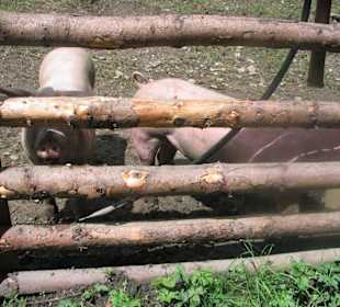 Schweine