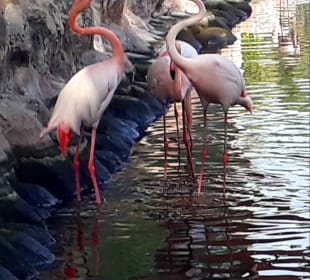 Al Areen Wildlife Park
