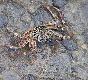 Kleine Meeresbewohner