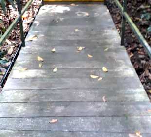 Rainforestwalk