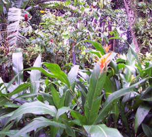 Botanischer Garten Singapore