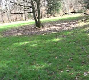 Wellingtonien - Platz mit Mammutbäumen