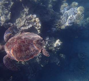 Schnorcheln Marsa Alam