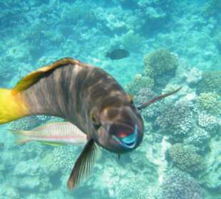 Hausriff des Makadi Palace