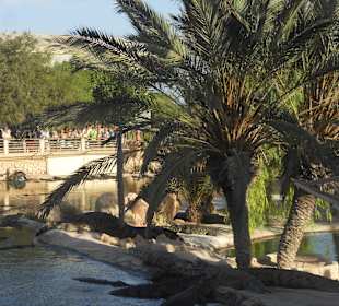 Krokodilfarm in Nähe des Hotels