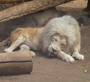 Ausruhen im Dschungelpark