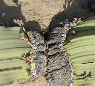 Eine weitere uralte Welwitschie