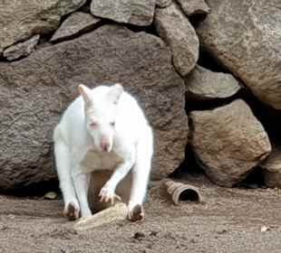 Albinokänguru