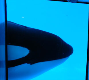 Discovery-Tour Orca-Becken