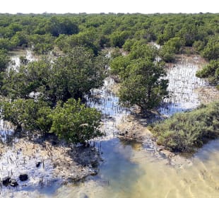 Al Thakira Mangroves