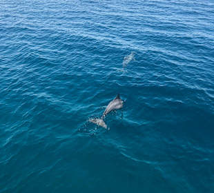 Delfin Tour Hurghada