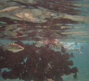 Mein Mann und seine Fische