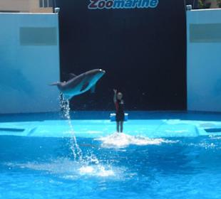 Dolphins in Motion Show