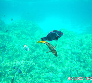 Schnorcheln Hurghada