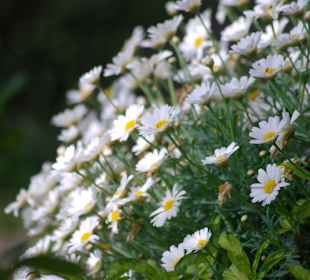 Margeriten im Vorgarten