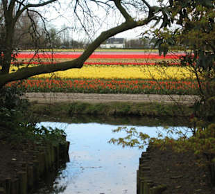Keukenhof