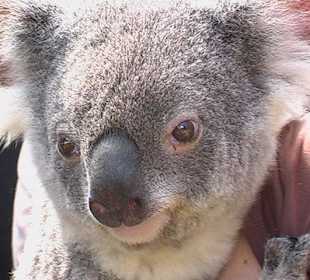 Niedlicher Koala