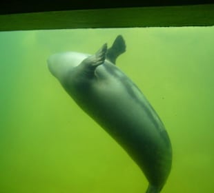 Seehundstation Friedrichskoog