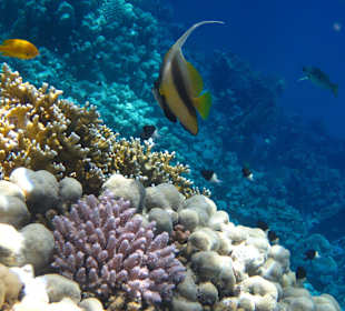 Südriff - ebenso wunderbar
