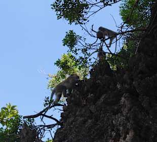 Monkey Island