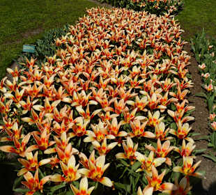 Botanische Tulpen