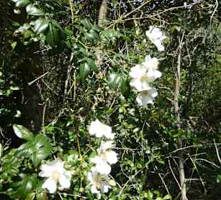 Unterwegs im Naturpark S'Albufera