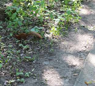 Łazienki królewskie, park