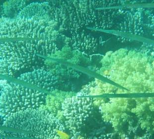 Flötenfische und Korallen