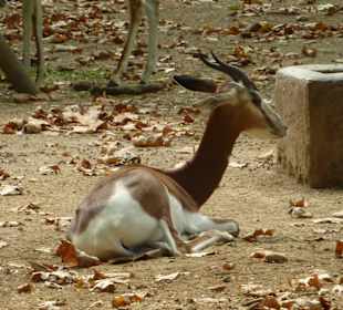 Mohorgazelle