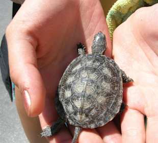 Tartaruga trovatella